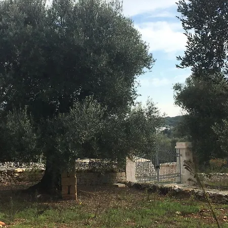Lamia Degli Ulivi *